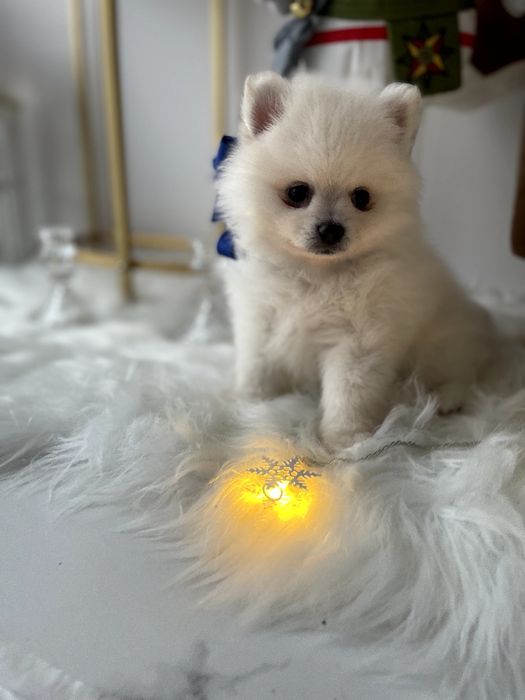 Померанські шпіци — Гарантовано закохаєтесь з першого погляду