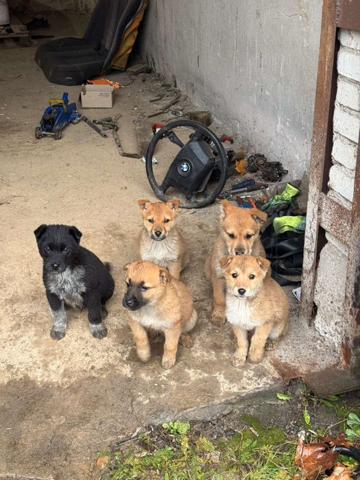 Собачки в ДОБРІ РУКИ!!!