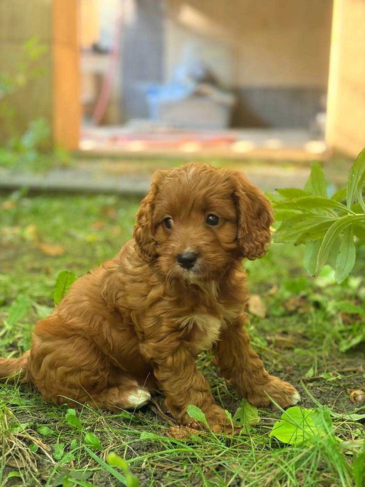 CAVAPOO - przeuroczy  maluch
