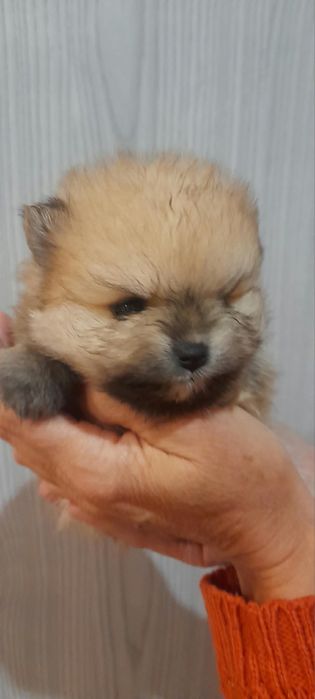 Szpic miniaturowy pomeranian