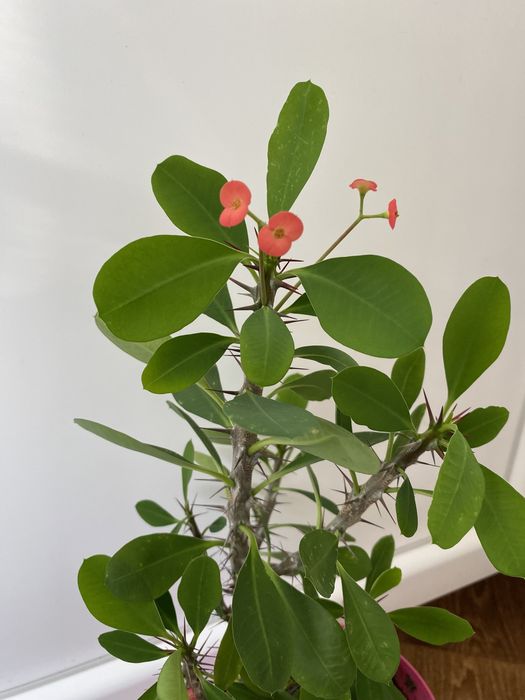 Кактус молочай міля білий , червоний , рожевий