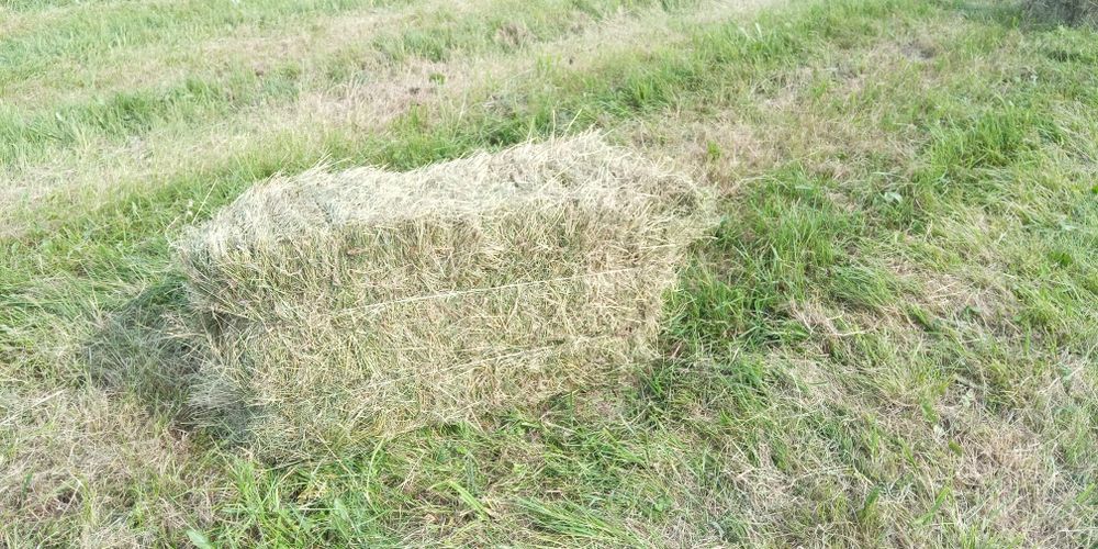 Продам сіно в тюках.