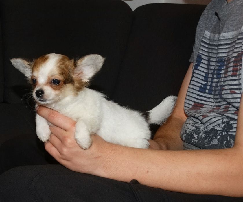 Chihuahua super przystojniak