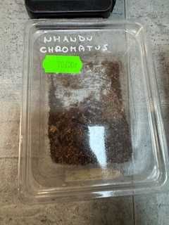 nhandu chromatus pająk gruby kocur rzeszów