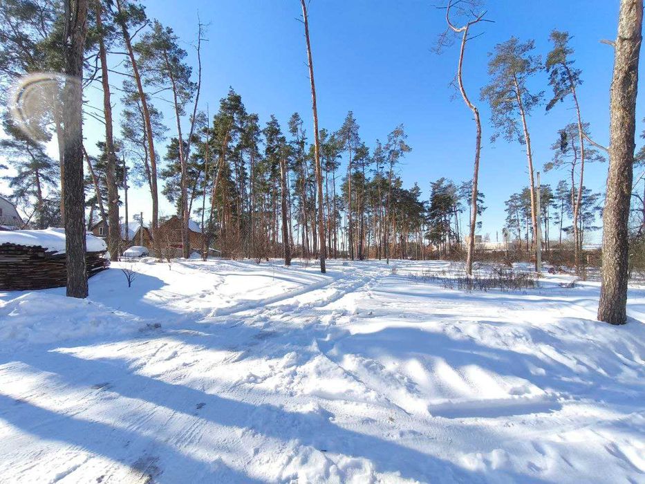 Купити ділянку з соснами! 20 соток правильної форми