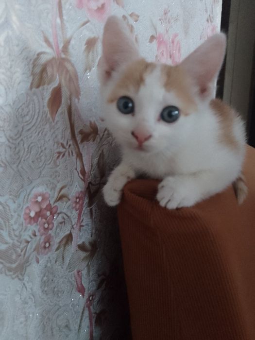Отдам в хорошие руки.