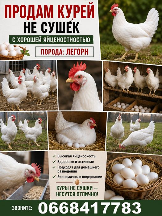 Продам Куры несушки