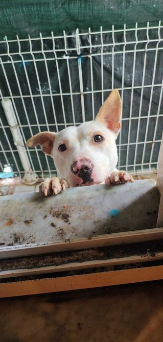 Pitbull American staff