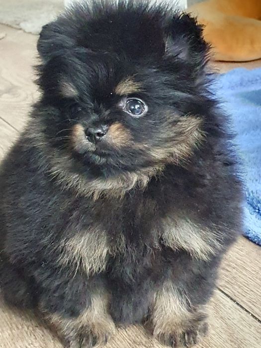 Szpic miniaturowy pomeranian/Malutka laleczka