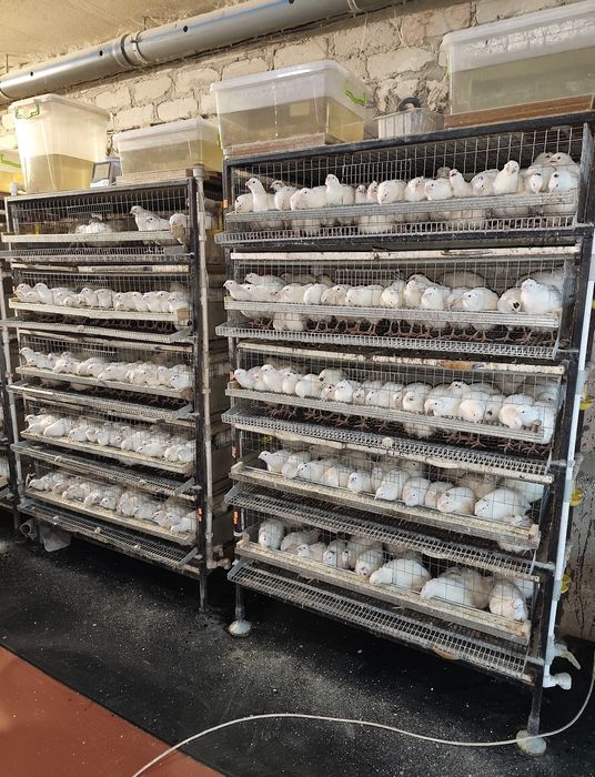 Клетка для перепелов б/у