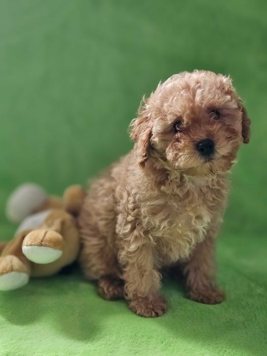 Хлопці той пудель