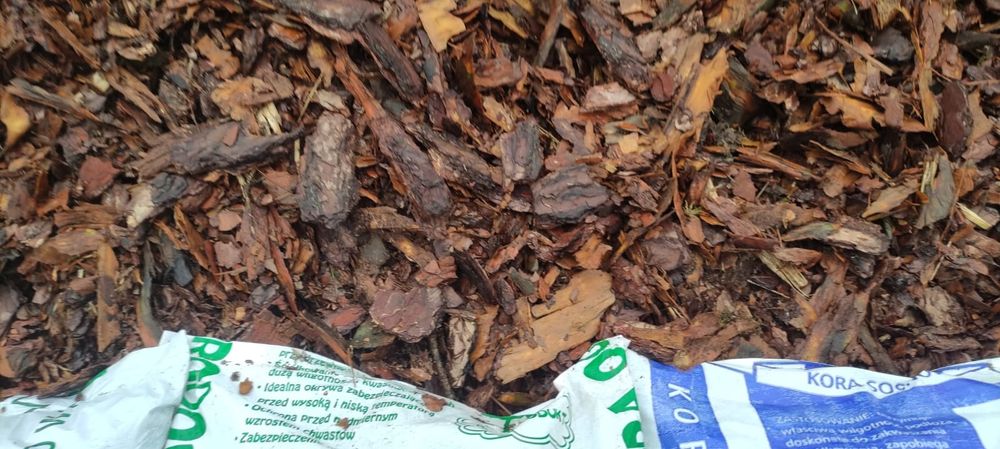 Kora Sosnowa Wałbrzych