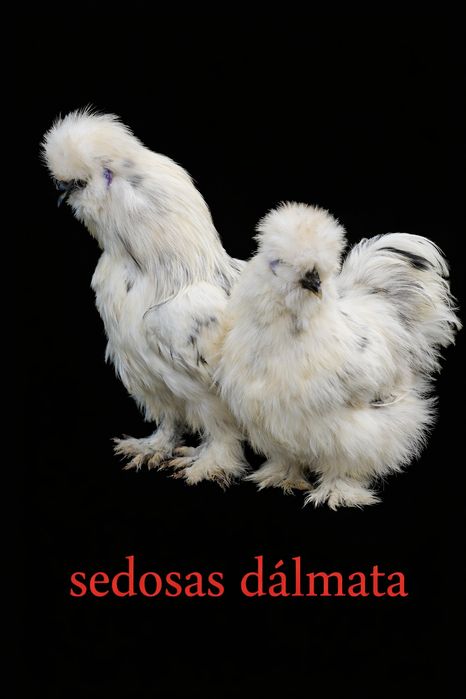 Sedosa do Japão ovos
