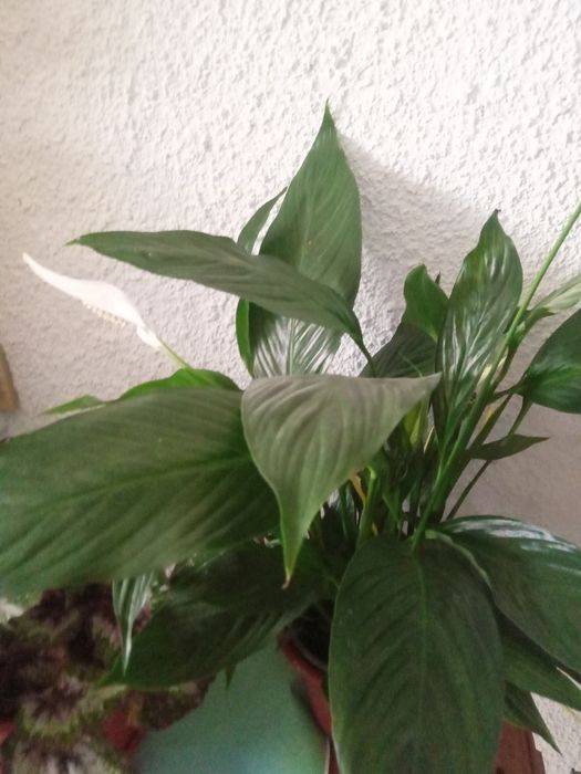 Plantas de interior e exterior