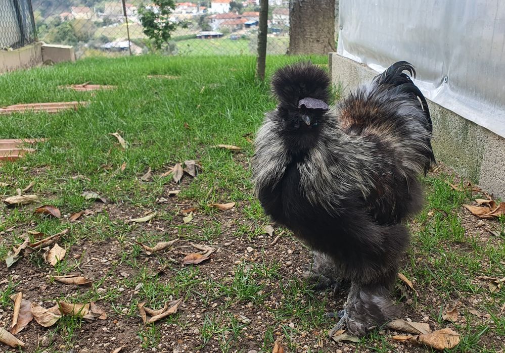 Galo sedosa do Japão USA