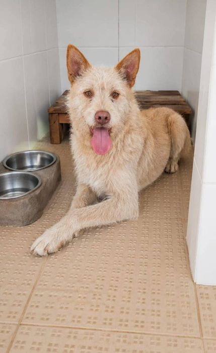 Caozinho para adopção responsável