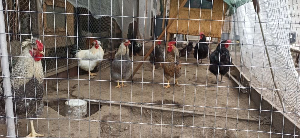 Домашні півні чубаті