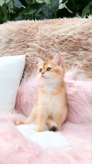 Шотландське кошеня золота шиншила