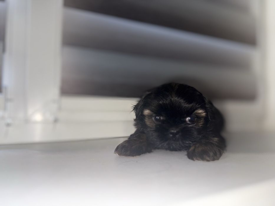 Цуценя шит-цу,дівчинка