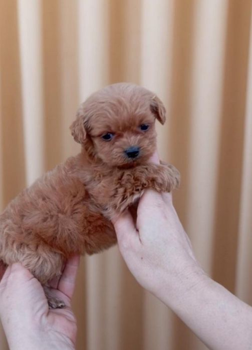 Мальтипу крошечная девочка.