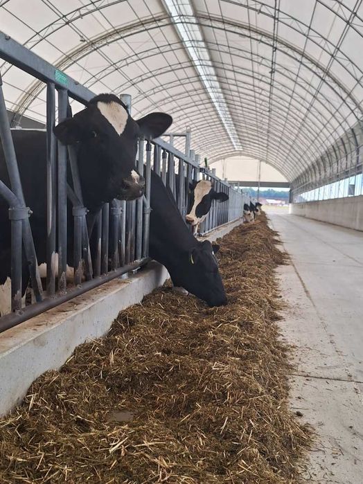 Oryginalne HaleNaBale.pl pod bydło 16x30 wietrz. boczne i kalenicowe