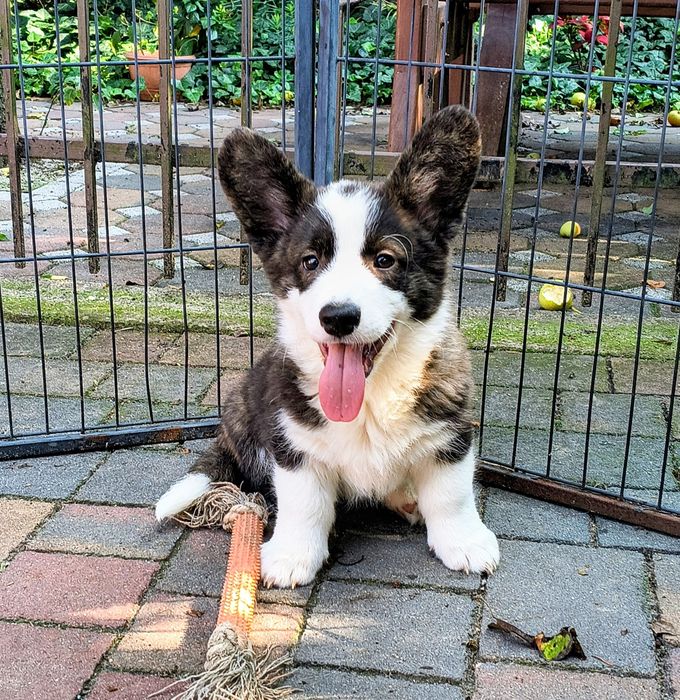 Welsh Corgi Cardigan FCI