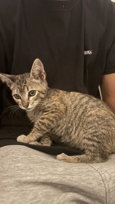 Doaçao de gato encontrado na rua