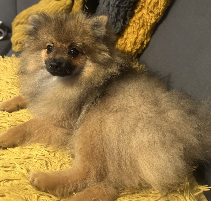 Pomeranian miniaturka
