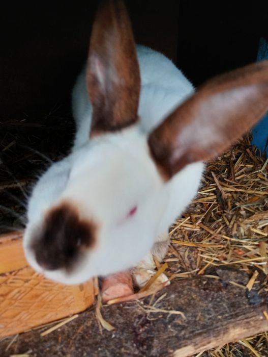 Króliki samce i samice