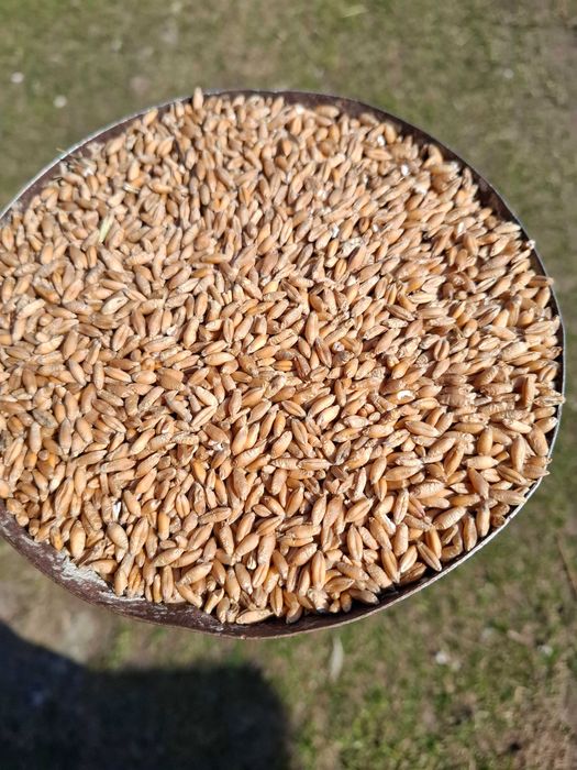 Przenżyto odmiana Rotondo