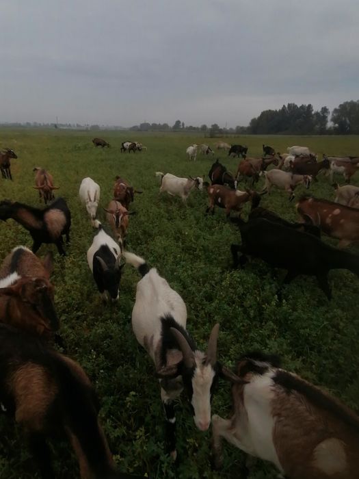 Продаж кіз,молодих цапиків