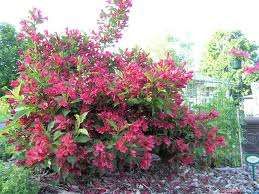 Вейгела спірея азалія декоративні рослини з власного розсадника