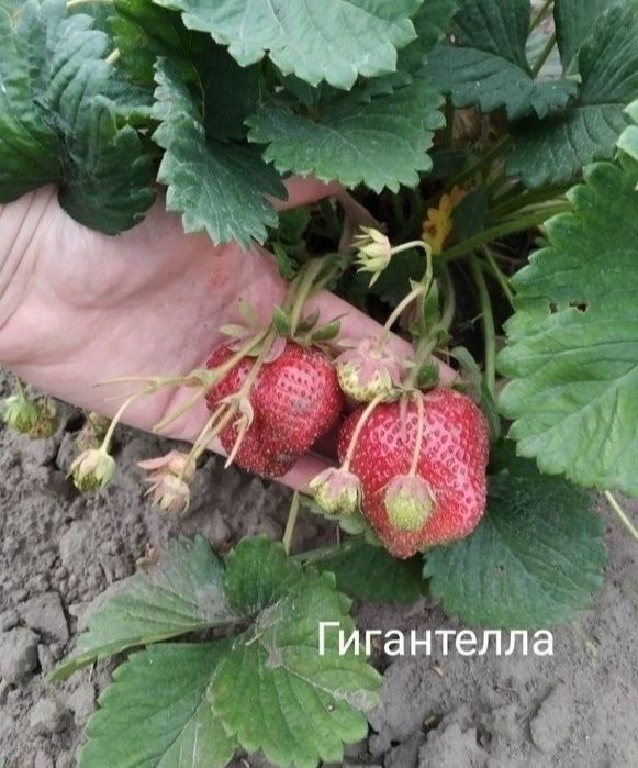 Клубника саженцы Альба, Гигантелла