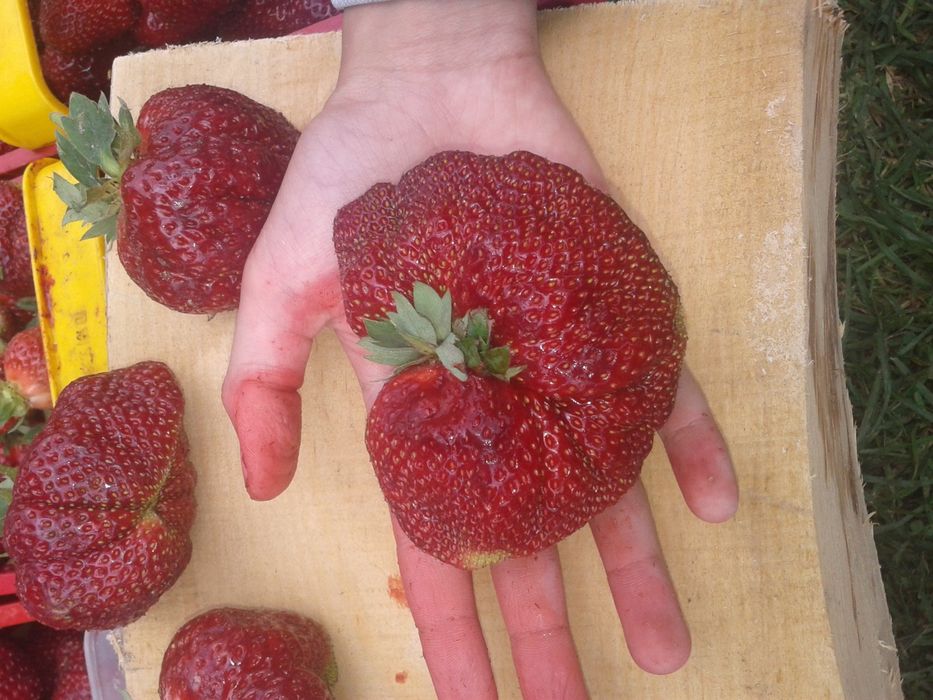 Szkółka sadzonki truskawek