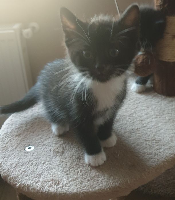 Oddam kotka samiec czarny z białym w dobre ręce!