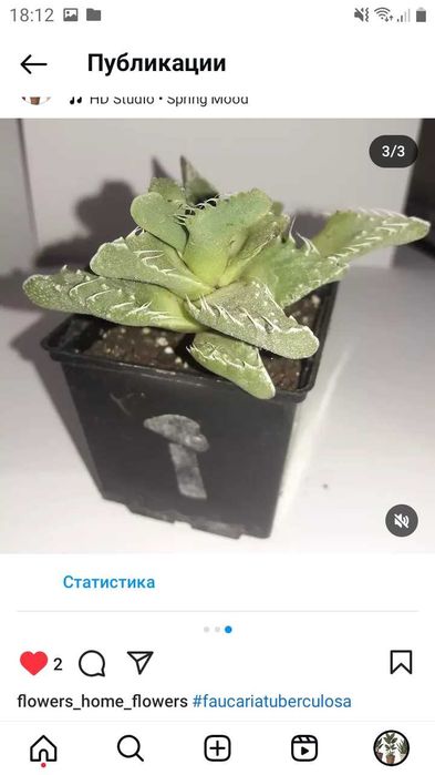 Faucaria tuberculosa (фаукария туберкулёза или фаукария бугорчатая