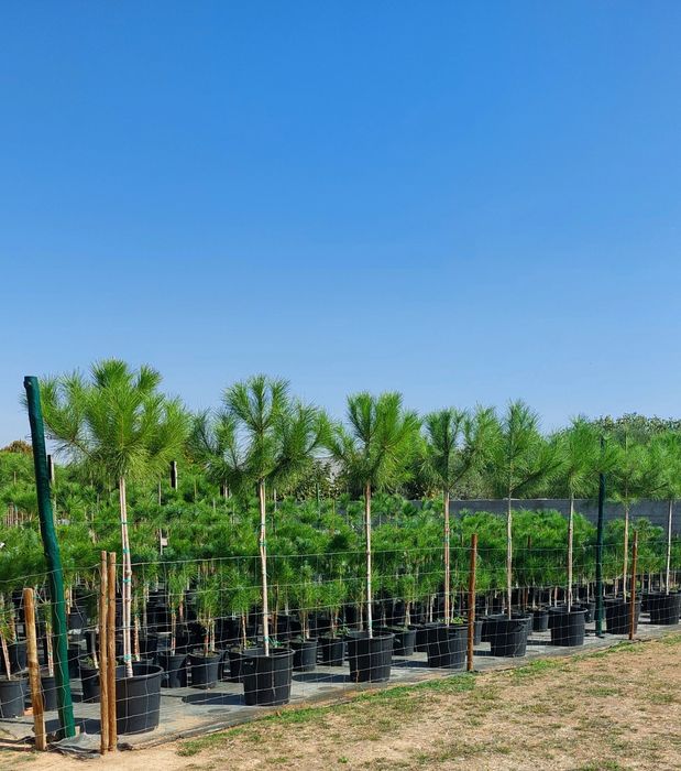 Lote 10 Pinheiros mansos 2.10/2.30..Entrega incluída