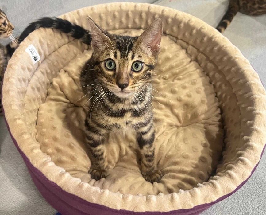 KIOTO niebywały kocurek bengalski