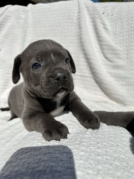 Голубий щеня кане корсо Баттер, 1 місяць, для родини чи охорони