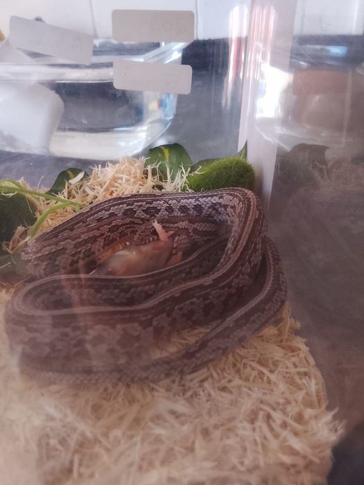 Terrario e corn snake