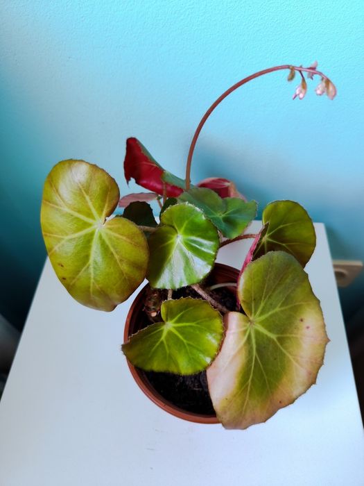 Begónia em vaso de 13 cm