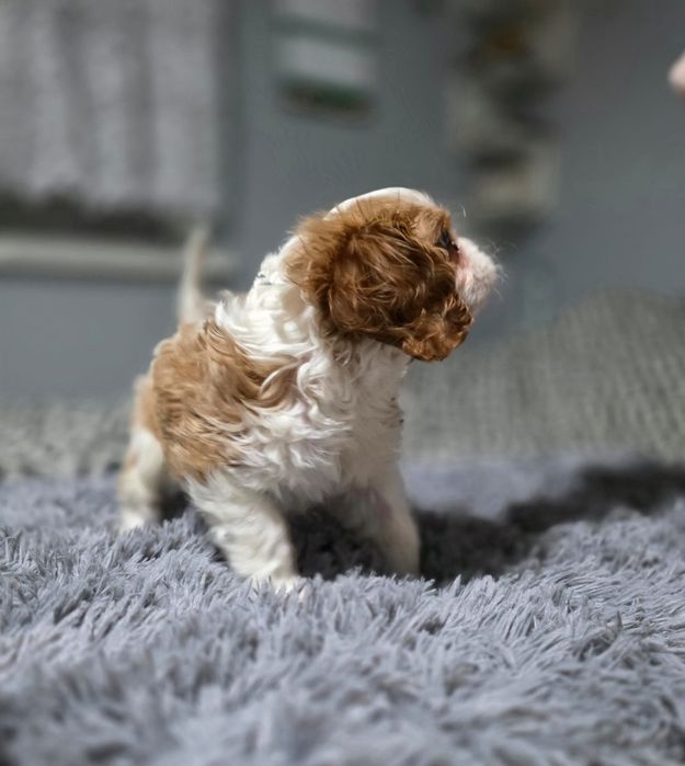 Cavalier King Charles Spaniel