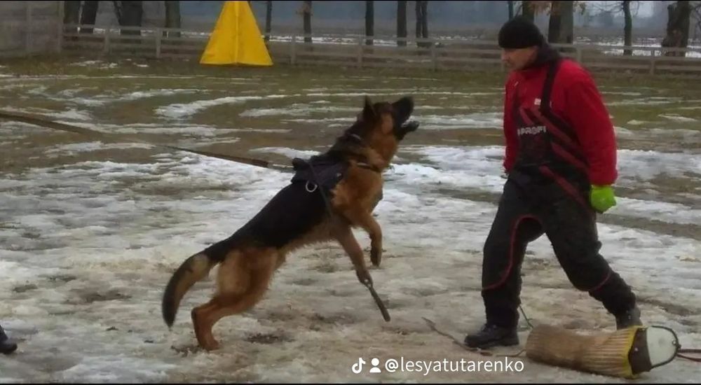 Німецька вівчарка Бронювання