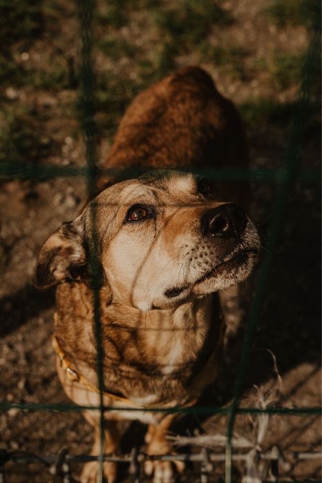 Hugo- 9 lat od szczeniaka w schronisku:(
