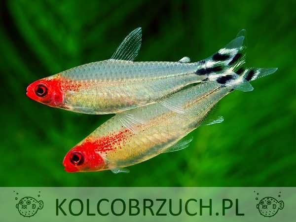 Zwinnik czerwonousty - Hemigrammus rhodostomus - dowóz, wysyłka