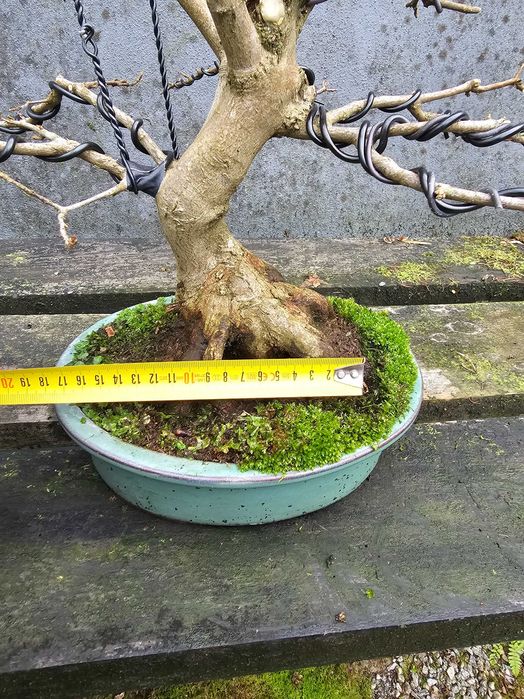 Bonsai acer buergerianum +30anos