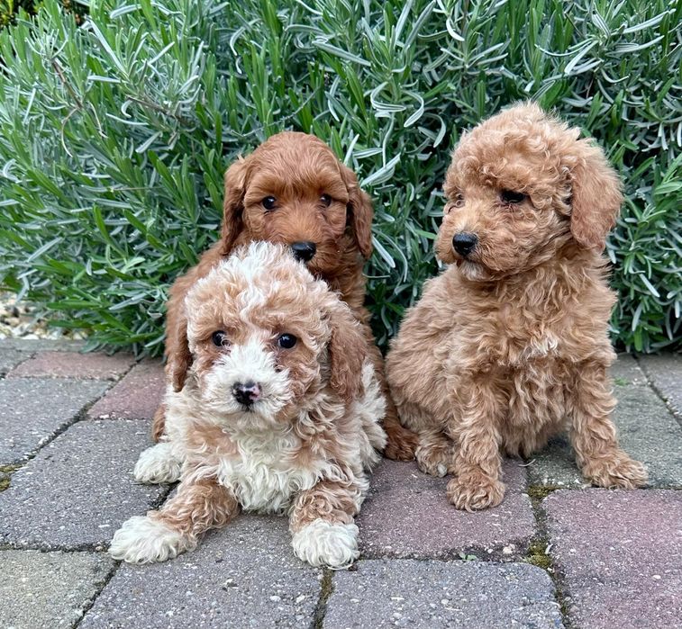 Maltipoo suczka gotowa