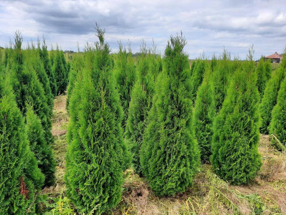 Tuja Szmaragd, Brabant, Blue Arrow! Transport! Do 250 cm! Sadzenie!