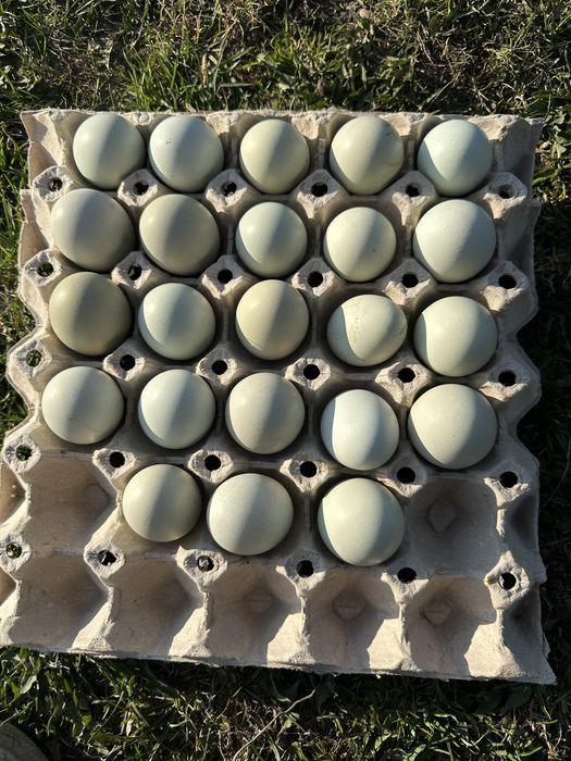 Tukusowe zielone jajka lęgowe - dominnat green shell