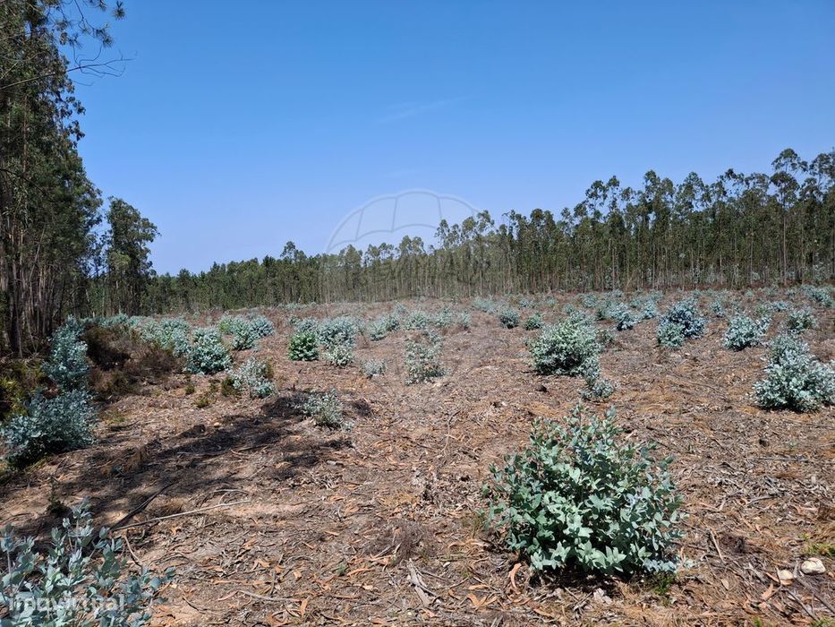 Terreno  para venda — Vila Cã, Leiria